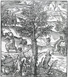 Wierook verzamelen van pijnbomen, illustratie uit Cosmographie Universelle, door Andre de Thevet, 1575